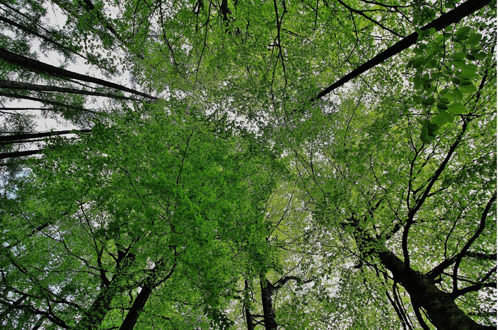 photo-arbres-feuilles