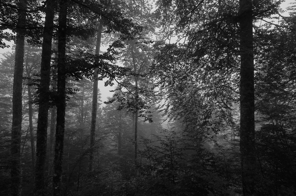 photo-brume-dans-la-foret
