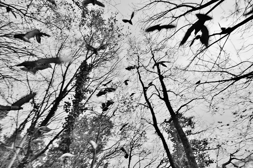 photo-envol-pigeons